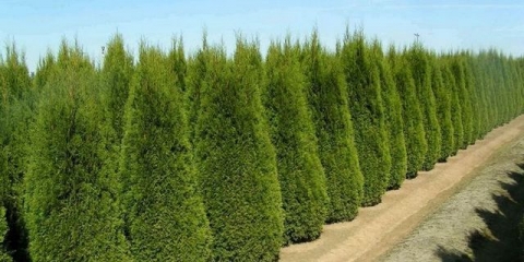 Kako uzgajati tuju iz sjemena kod kuće